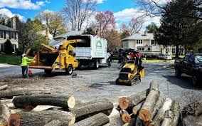 Trusted Aragon, GA Tree Removal Experts